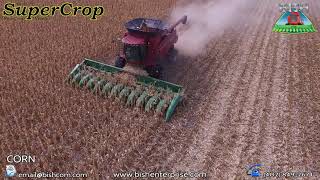 SuperCrop Row-Crop Header - Corn field