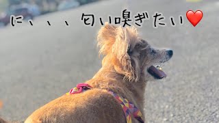 【匂いフェチ】わんちゃんのし◯こが染み付いた柱の匂いばかり嗅いで全然前に進まない散歩の巻【ミックス犬ひなちゃんねる】