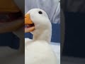 コールダック メスの鳴き声 はっちゃんcallduck ドアップ