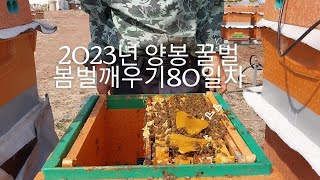 2023년 양봉 꿀벌 봄벌깨우기 80일차(Day 80 of 2023 beekeeping bee spring awakening)