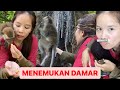 Berpetualang mencari damar di hutan kalimantan|Gadis dayak