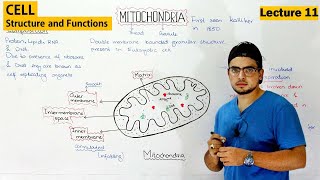 Mitochondria Structure and Function | Video 11