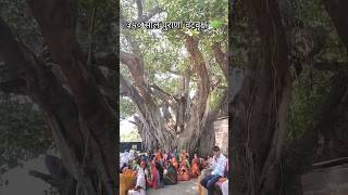 350 years old Banyan | ३५० साल पुराणा बरगद का पेड | ३५० वर्षे जुने वटवृक्ष #oldesttree #wonders #omg