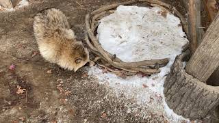 【おびひろ動物園】えぞたぬ担当のたぬきトークその4