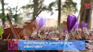 Не рвіть першоцвіти. На Закарпатті пік цвітіння шафрану Гейфеля