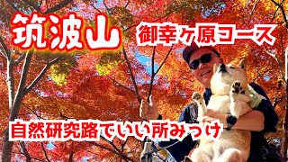 【茨城県 筑波山】ケーブルカー乗り場は燃えるような真っ赤な紅葉に🍁#紅葉2024 #犬連れ #柴犬