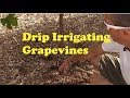 Watering Grapevines in the Desert