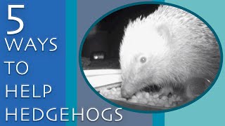 5 WAYS TO HELP HEDGEHOGS