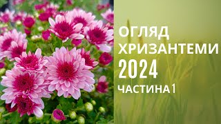 Огляд хризантеми 2024. Цвітіння на 15 вересня.