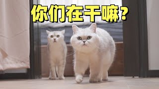 男女主人在房间内鼓掌，小猫咪好奇围观满脸问号