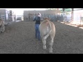 Brandon Callis - Youth Beef Cattle Program - Evaluating Cattle Movement