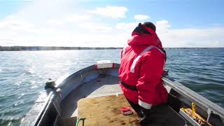 Fish squeeze hopes to repopulate Lake Wabamun