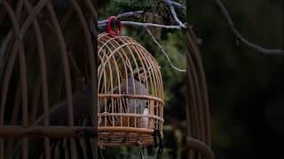 Caught Partridge Chakor beautiful freeing moment! the mountain's Pride