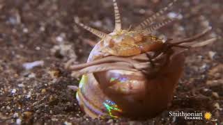 This terrifying worm snatches fish from the ocean floor