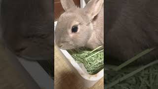 うさぎのチモシーASMR🐰＜ポリポリポリ #うさぎ #pet #うさぎのいる暮らし #petlover #rabbit #ペット #myhome #peterrabbit #pets