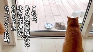 【ライブ配信中に子猫を保護しました】心優しい茶トラ先住猫との運命の出逢い〜4ヶ月前の衝撃秘話から現在までの記録。