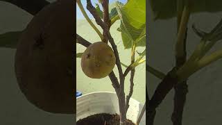 Fig Fruits in Terrace Garden | Rooftop Garden with Fig Tree | How to Grow Figs