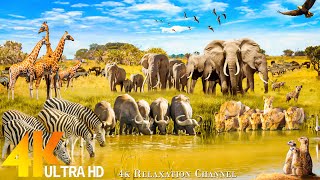 KIDEPO NATIONAL PARK 4K [60FPS] • Exploring Majestic African Wildlife Film with Piano Music