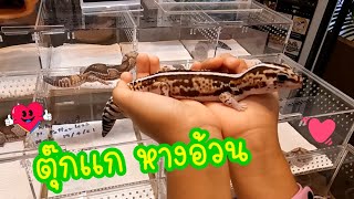 ตุ๊กเเก หางอ้วน Exotic Pets  (ร้าน  Gecko House VIP  )