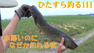 1日でひたすら釣る秋ナマズ\u0026雷魚釣り①【373】虫くん釣りch