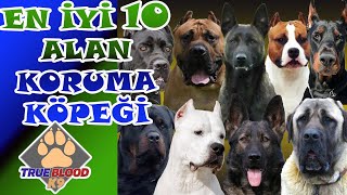 EN İYİ 10 ALAN KORUMA KÖPEĞİ