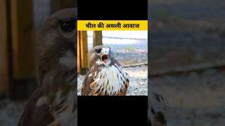 चील की असली आवाज़। Eagle Real Voice #EAGLE #VOICE