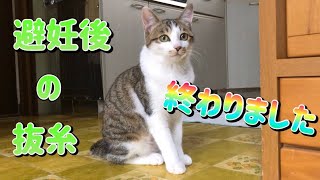 避妊手術後の抜糸終わり、元気な猫