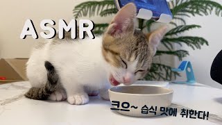 습식사료를 처음 맛본 고양이의 반응🐈 ASMR