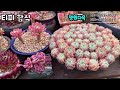 서울안의 큰 다육농장 서울 속 다육농장 명원다육 다육 다육식물 다육이 succulent 010 6810 0611