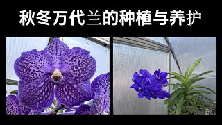 秋冬万代兰的种植与养护 | 万代兰种植经验分享 | Vanda orchid care in winter