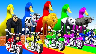 5 Giant Duck Cartoon,Cow,Elephant,Tiger,Lion,Dinosaur,Paint Wild Animals Crossing Fountain Animation