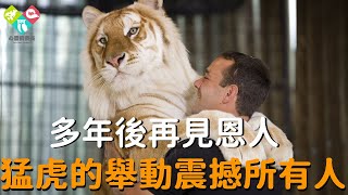 老虎被猛獸襲擊難逃一死，男人救下給了它生的希望，7年後重逢瞬間老虎反應堪稱奇蹟！#感動 #淚目 #不可思議 #震驚 #奇跡 #心靈飼養員