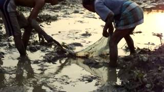 Fisherman life in sundarban