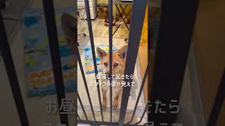 大の甘えんぼ大賞  :  里親募集中のワンコ #Shorts #保護犬 #里親募集  #里親 #殺処分 #ワンコ #犬 #雑種 #譲渡 #動物愛護 #保護 #かわいい #dog