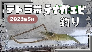 テトラ帯でテナガエビ釣り【2023年5月】