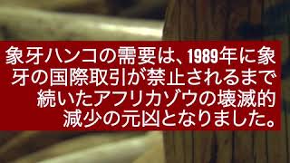 象牙のハンコ:日本の違法な象牙取引\u0026アフリカ ゾウの悲劇の元凶