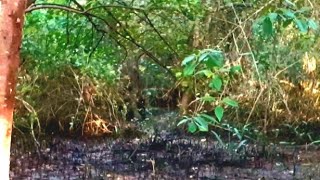 সুন্দরবন অভিযান। sundarban wild adventure in tiger area.