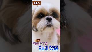 3살 막둥이시츄 대박이입니다🤩🤩#shorts #시츄 #puppy #dog #시츄일상 #댕댕이 #귀여운 #반려견 #강아지