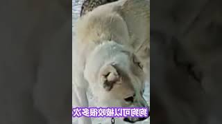 狼群为什么不敢攻击有牧羊犬守护的羊群，狼真的是害怕牧羊犬吗？ #005