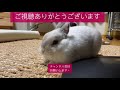 うさぎぴょん様日常生活ネザーランド ドワーフrabbit pyon s daily life netherlands dwarf no.58