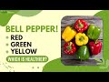 Benefits Of Bell Peppers: Red, Yellow And Green Which Out Of All Three Is Healthier?