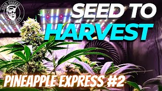 Seed to Harvest in Living Soil using Blumats! 3x3 grow tent - Pineapple Express #2