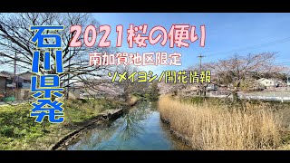 2021年石川県からの桜の便りです！