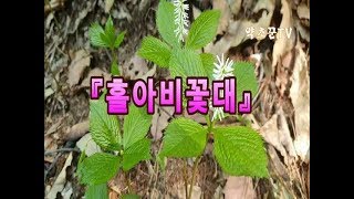 이름 참 유별난 과부꽃대??옥녀꽃대와 닮은!!홀아비꽃대의 효능