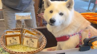 愛犬に優しい神対応の店主との心温まる出会い