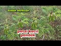 Cara tanam pohon petai dari awal // supaya cepat berbuah