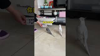 当鹦鹉发下你很好拿捏时，它就会处处针对你！ #cockatiel #玄凤鹦鹉 #parrot