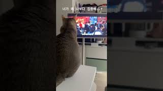 나보다 너가 티비 ㄷㅓ 좋아한다..? #cat #cute #cutecat #funny #animation #알림설정 #고양이 #구독 #catlover #아기고양이 #구독과좋아요