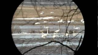 Hanhia ja joutsenia / Geese and Swans / Pori - Luvia, Finland, 3.4.2010