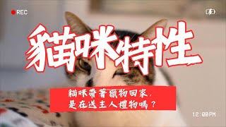 【養貓知識】貓咪帶著獵物回家，是在送主人禮物嗎？ #養貓知識  #養貓新手  #貓咪 #subscribe